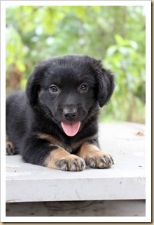 black pup 1-3