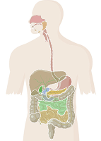 https://naturalsciences.didactalia.net/resource/digestive-system-easy/7f583ddc-a65a-4d7e-a420-58d578f9007f