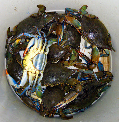 blue crabs  Turkey 