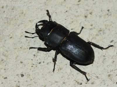 http://www.biodiversidadvirtual.org/insectarium/Dorcus-parallelipipedus-%28Linnaeus-1758%29-img804451.html