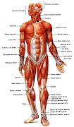 El sistema nervioso del cuerpo humano se encarga de enviar, .