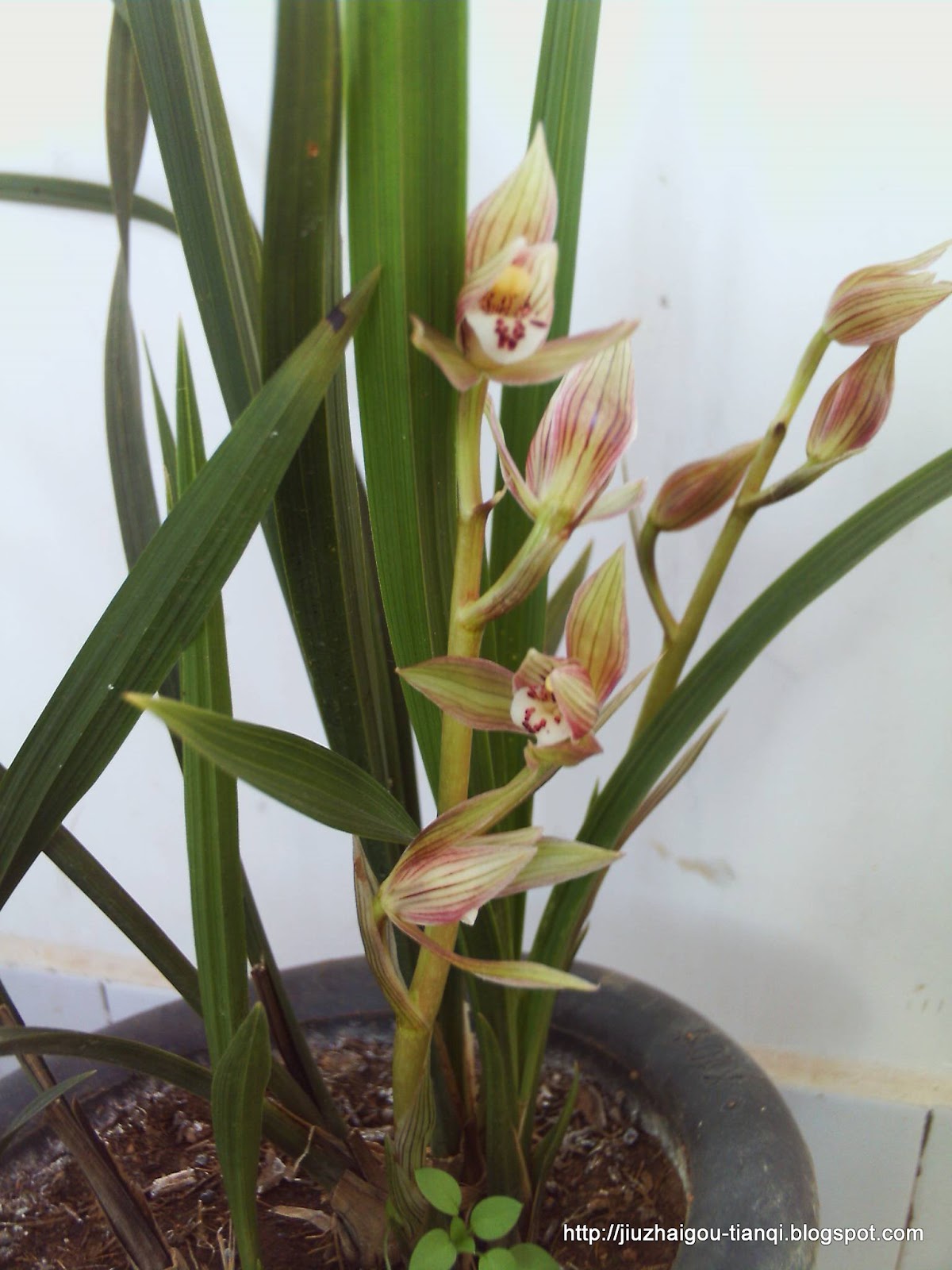 兰花-花:09020512015047
