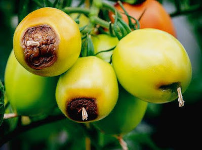 Blossoms-end-rot-tomato