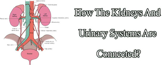How The Kidneys And Urinary Systems Are Connected?