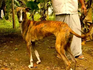 Mahratta Rampur Greyhound