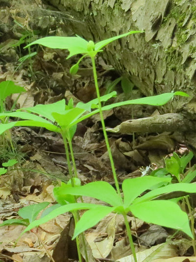 Indian Cucumber Root