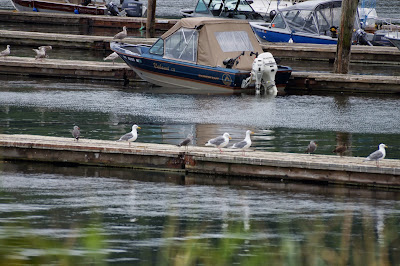 gulls on docks in harbor