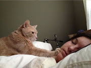 Cat wakes people up, funny cats, cat pictures. Source: acidcow.com (how to wake people up )