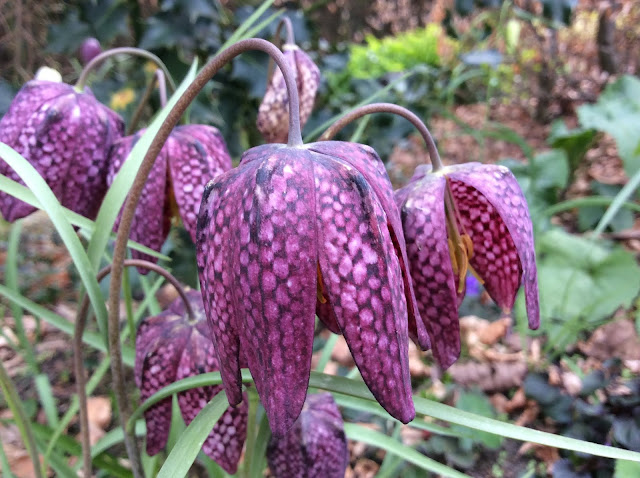 Kievitseitjes (Fritillaria meleagris)