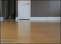 Funny Cat GIF • Cole the black cat funny Kitty sliding all over wood floors like a pro sCATer