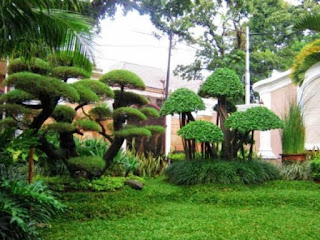 Taman dengan bonsai yang mewah