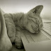 Facts About Cats' Sleep Behavior