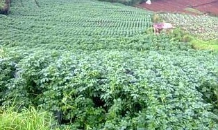 Kentang (Solanum tuberosum L) merupakan sumber utama karbohidrat, sehingga menjadi komoditi penting. para petani indonesia dan pengusaha berupaya meningkatkan produksi kentang nasional secara kuantitas, kualitas dan tetap berdasarkan kelestarian lingkungan