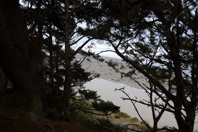 trees above the river