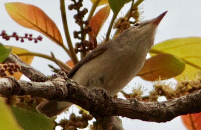 "Blyth's Reed Warbler,passage migrant, looking for insects, Mt Abu."