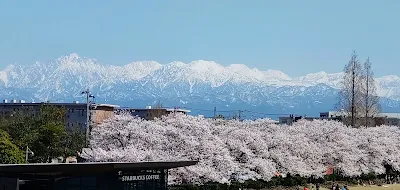 富山市環水公園からの桜と立山連峰の景色