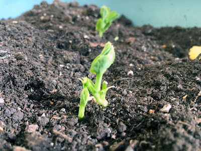 A close-up of the first set of leaves just beginning to unfurl from a pea shoot, with another bright-green shoot in the background.