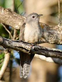 Cuco varioloso: Cacomantis variolous