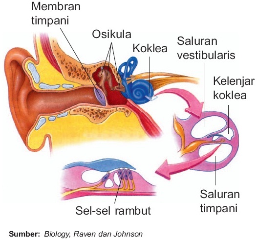  Indra Pendengaran  pada Manusia Telinga Struktur Fungsi 