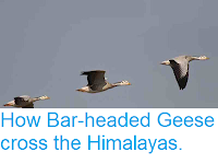 http://sciencythoughts.blogspot.co.uk/2012/11/how-bar-headed-geese-cross-himalayas.html