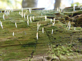 Multiclavula mucida - Clavaire visqueuse