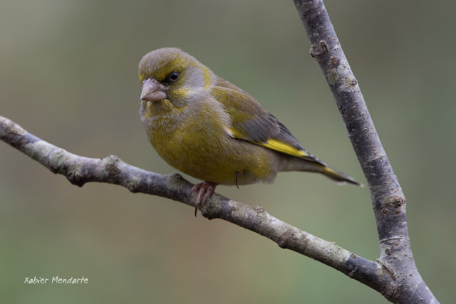 Txorru arrunta, Chloris chloris, Verderón común