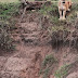 history lion (in kenya)