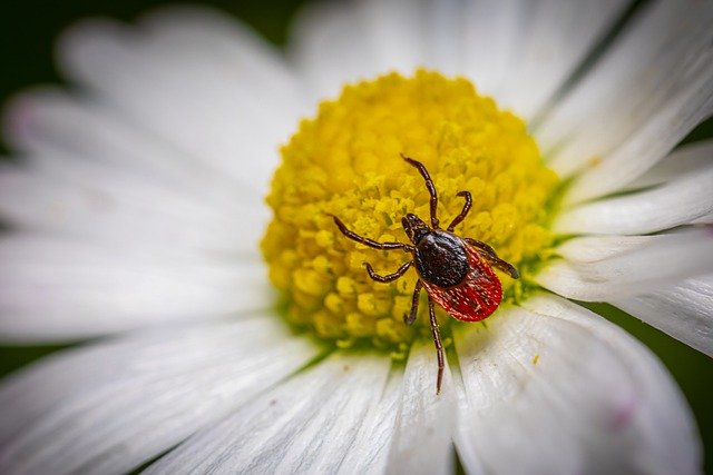 tick flower