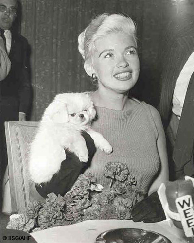 Puppies Princesses Jayne Mansfield