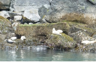 Kenai Fjords