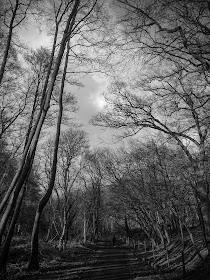 Eerie black and white woodland - photograph by A Handmade Cottage