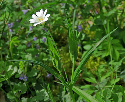 Stellaire holostée (Rabelera holostea)