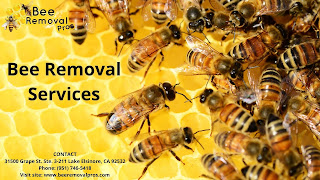 bee removal services