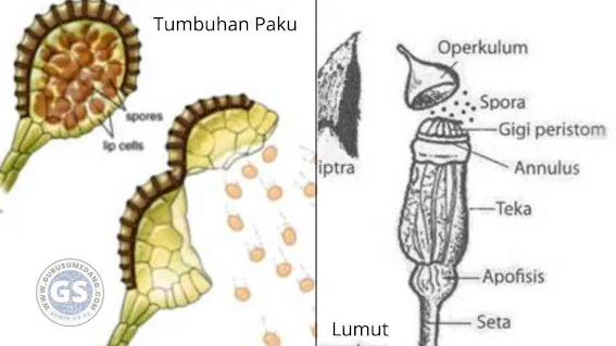 membukanya sporangium pada tumbuhan paku akibat berkerutnya sel-sel annulus (pada tumbuhan paku, sporangium dilindungi oleh sel annulus. Sel annulus tersebut akan bergerak membuka jika kadar air sporangium itu sudah sangat rendah)