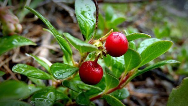 Mặt nạ tinh chiết bearberry.