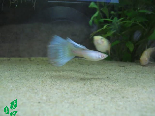 Jenis Guppy Blue Moscow Albino