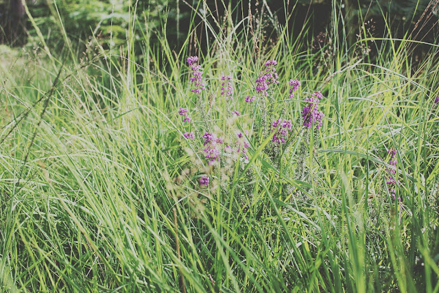 grass-forest-countryside-ringwood-summer-story-todaymyway