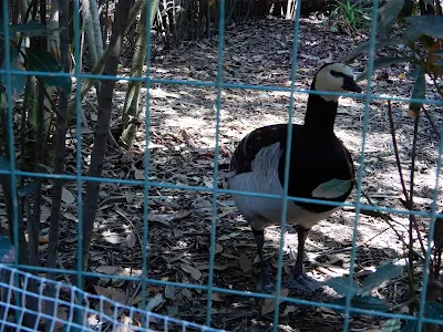 Parco Gallorose（ガッロロゼ公園）動物写真