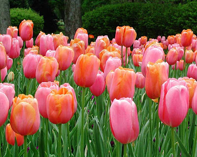 Tulips in field