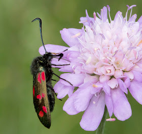 Six-Spot Burnet moth, Zygaena filipendulae, on a scabious in the Conservation Field in High Elms Country Park, 15 July 2011.