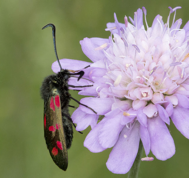 Six-Spot Burnet moth, Zygaena filipendulae, on a scabious in the Conservation Field in High Elms Country Park, 15 July 2011.