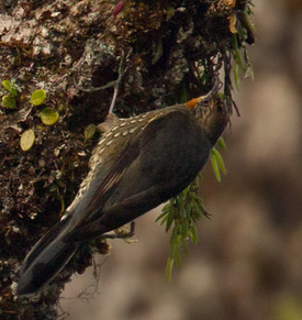 Burung munguk papua