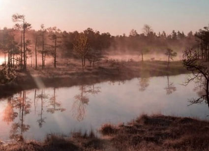 Foggy Autumn Forest Escape