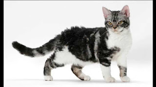 gambar kucing American Wirehair