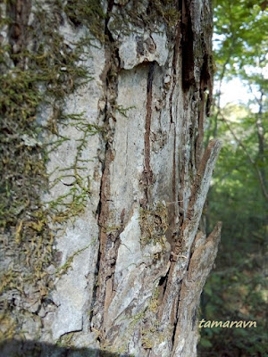 Липа амурская (Tilia amurensis)