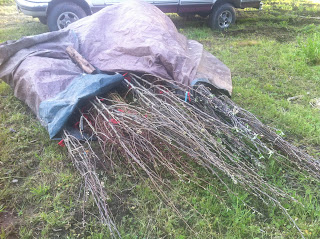 keeping bare root trees before planting