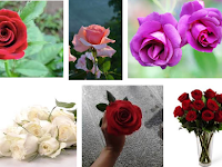 Tips Menanam Bunga Mawar Dari Biji