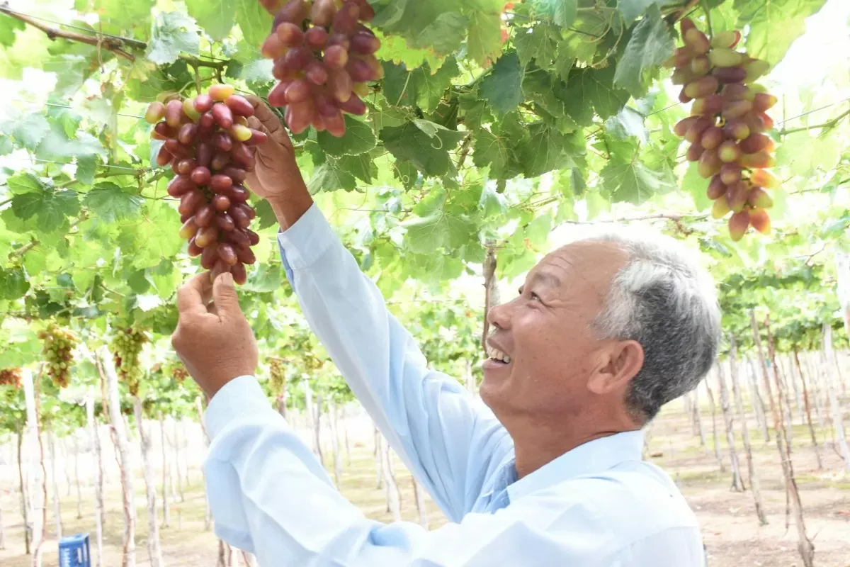Ninh Thuận tập trung phát triển nông nghiệp bền vững gắn với du lịch