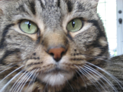 handsome tabby cat looking into camera