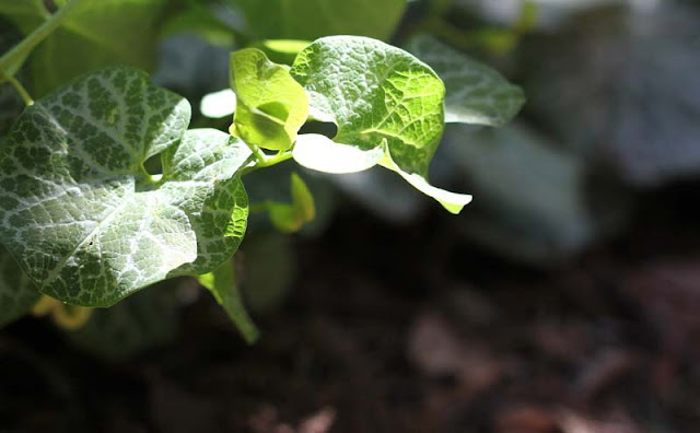 Aristolochia Fimbriata Flowers Pictures